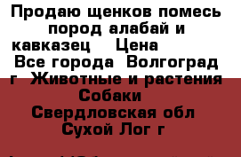 Продаю щенков помесь пород алабай и кавказец. › Цена ­ 1 500 - Все города, Волгоград г. Животные и растения » Собаки   . Свердловская обл.,Сухой Лог г.